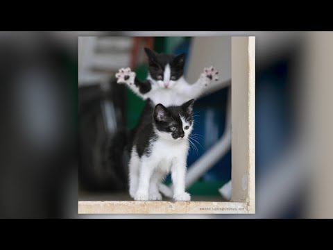 2023 Comedy Pet Photo finalists announced