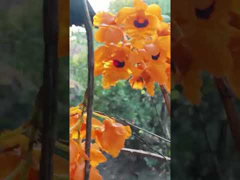 Malei leisha nongjupan kadambadi leinungsi leigi-leisak hairaga khongumeleibu khngneido######