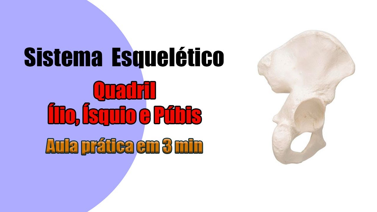 Estudando os Ossos do Quadril - Anatomia Humana - Anatomia