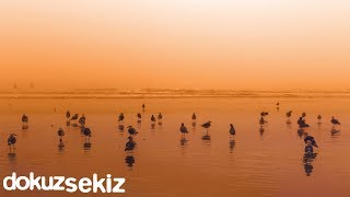 Cihan Mürtezaoğlu - Saf Kuşlar (Lyric Video)