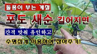 [텃밭농부 2,249]  포도의 새순이 길어지면 돌풍이 불기전에 잡아주세요! #포도재배