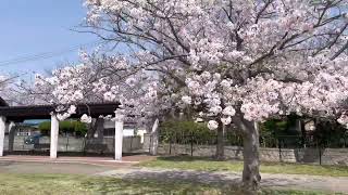 【下関市】幡生宮の下近隣公園の桜
