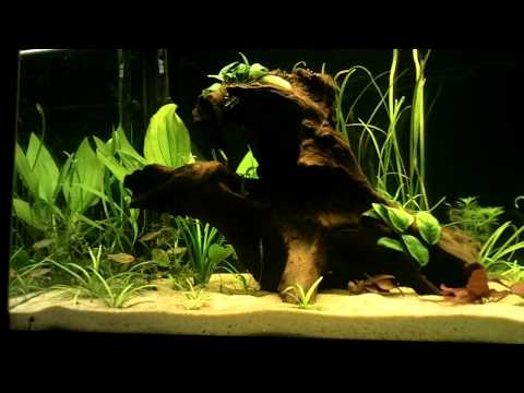 Tetra rummynose (Hemigrammus rhodostomus) — profil druhu
