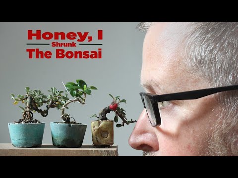 Bonsaify | Zwei wichtige Schritte zum Verkleinern Ihres Mini-Bonsais