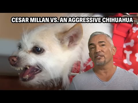 Family Feud Over A Furious Chihuahua – Can It Be Trained? | Cesar 911 Throwbacks