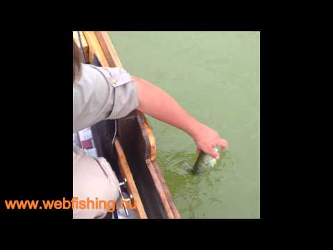 Deps Deathadder hog gumirák bemutató