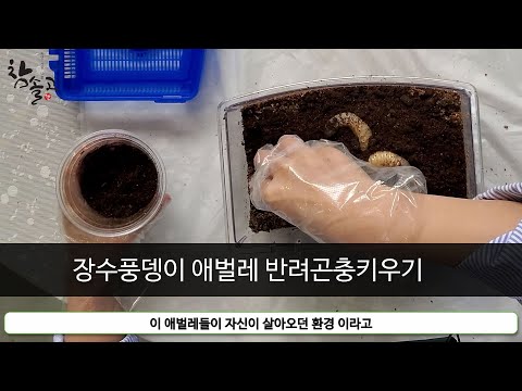 참솔고 장수풍뎅이 애벌레 반려곤충키우기