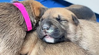 My Newborn Puppies Are Very Sick...