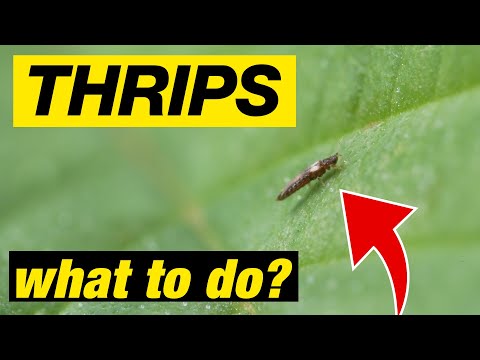 THRIPS?! How to kill thrips and save your grow.