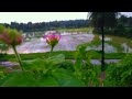 After Rain Aesthetic Nature Video 4k Nature WhatsApp Status Nature ️