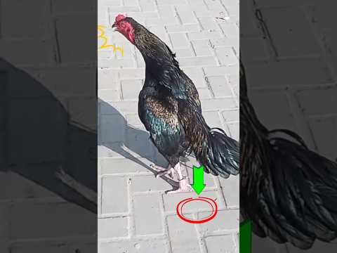 Aseel murga sound|aseel murga bangh |aseel azaan#shortfeed #shorts #youtubeshorts #aseel #aseelmurga