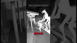 Seria real este vídeo? uma criatura estranha surge em um sítio e causa alvoroço nos cachorros!