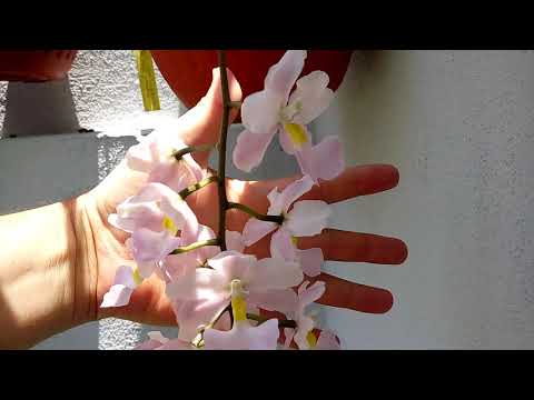 Cultivo y floración de Cuitlauzina pendula.