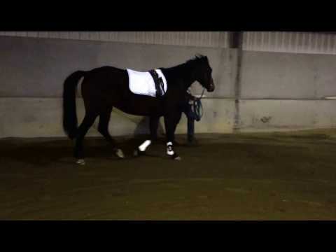 3-jährige Stute von Appeldoor (Ampere) x Quaterback