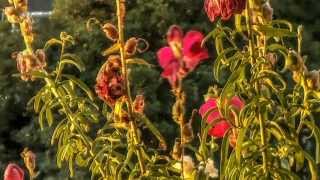 Shriekback - Faded Flowers (Original Version)