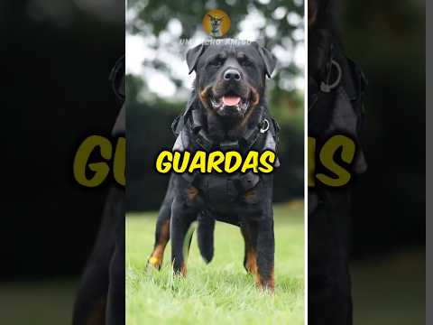 Os 5 melhores cães de guarda!