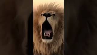 Lion Roaring Super Loud!