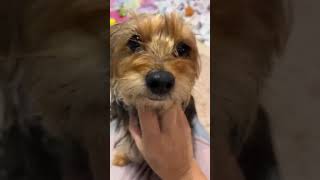 YORKIE Available for Adoption YORKIE Available for Adoption