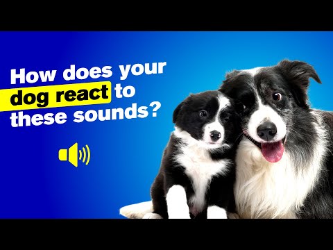 How Does Your DOG REACT To These Sounds? 🐶
