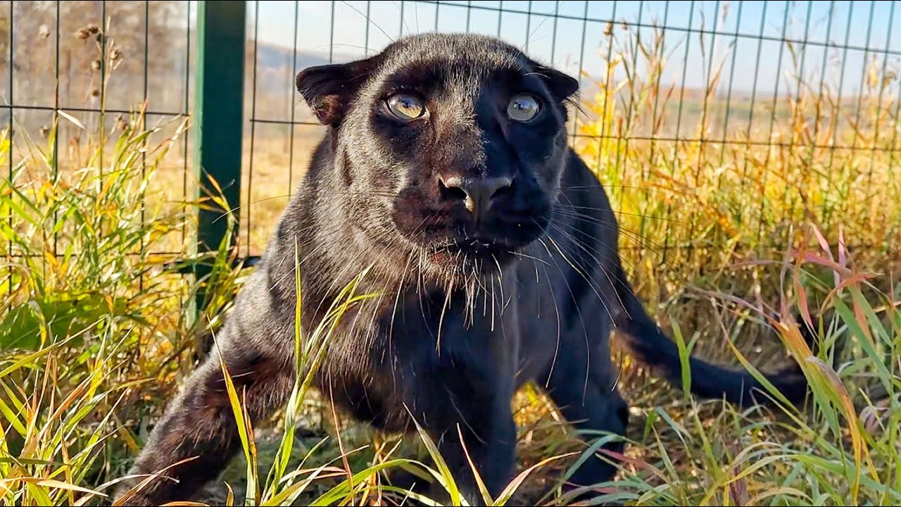 How Luna the panther screams (ENG SUB)