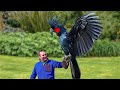 10 Most EXPENSIVE Parrots Hyacinth Macaw Black Palm Cockatoo Etc Worlds Largest Parrots
