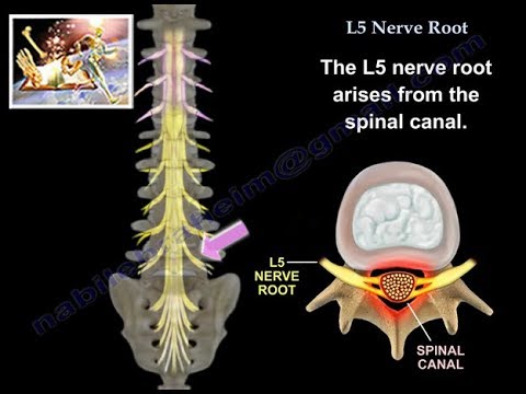 L5 Nerve Root - Everything You Need To Know - Dr. Nabil Ebraheim