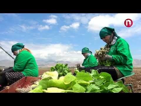 Made in Nakhchivan: Tütünçülük - 20.09.2024