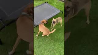 Video preview image #1 Chihuahua-Unknown Mix Puppy For Sale in Chandler, AZ, USA