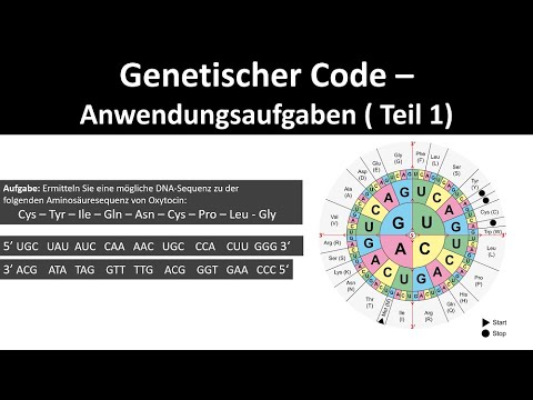 Genetic Code / Code Sun - Application Tasks [Part 1] - [Biology, Genetics, Abitur]