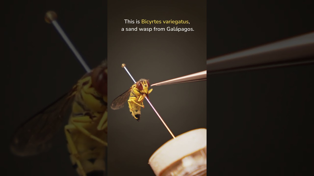 Why Are These Wasps Forming a Giant Ball? 😳🐝 | Galápagos Wildlife