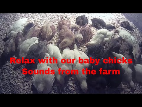 Listen and relax to our sleeping baby chick sounds