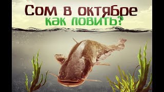 На что клюет сом в рыбном месте