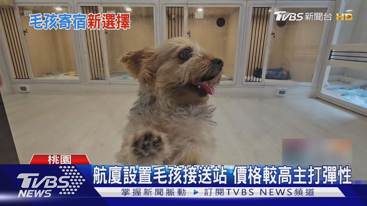 機場寵物接送站24小時營業!飼主搭紅眼機「最後一刻」不用分離