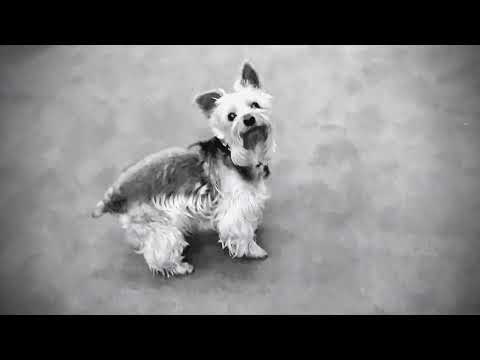 Puscifer - "A Singularity" (Re-imagined by Carina Round) - Official Music Video