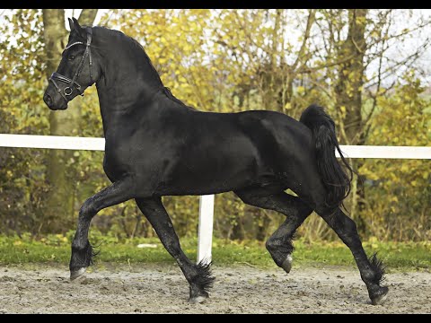 Stal Okkema's Pieter - Menne x Epke - Stallion - 2021 - 1.65m