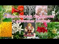விநாயகருக்கு பிடித்தமான அர்ச்சனை மல�