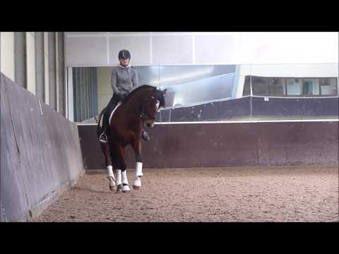 FOR SALE : PRE apto gelding