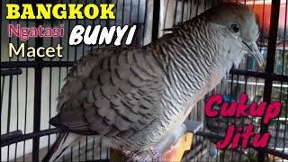Download lagu Suara Burung Perkutut Bangkok Gacor Kutut Bangkok Manggung Manggil Bunyi Perkutut Lokal Atau Crosing mp3