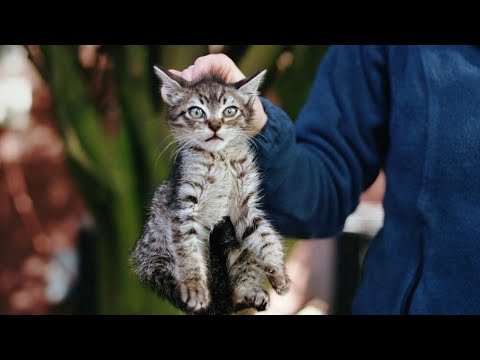 Отгоняю прохожих