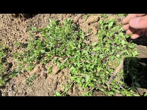 17 ÇEŞİT TAVŞAN EKMEĞİ | DOĞADA YENİLEBİLİR YABANİ OT ÇEŞİTLERİ TANITIM | EMİN OTU, TOKLU BAŞI