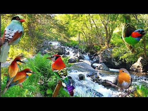 #36 Ormanda Su Sesi Eşliğinde Bülbül Sesi, Kuş Sesi #bülbülsesi #susesi #kuşsesi