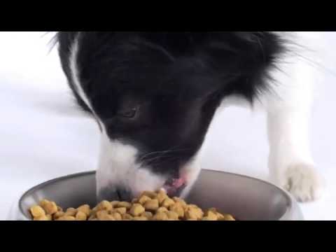 Wellness Pet Food TV Commercial