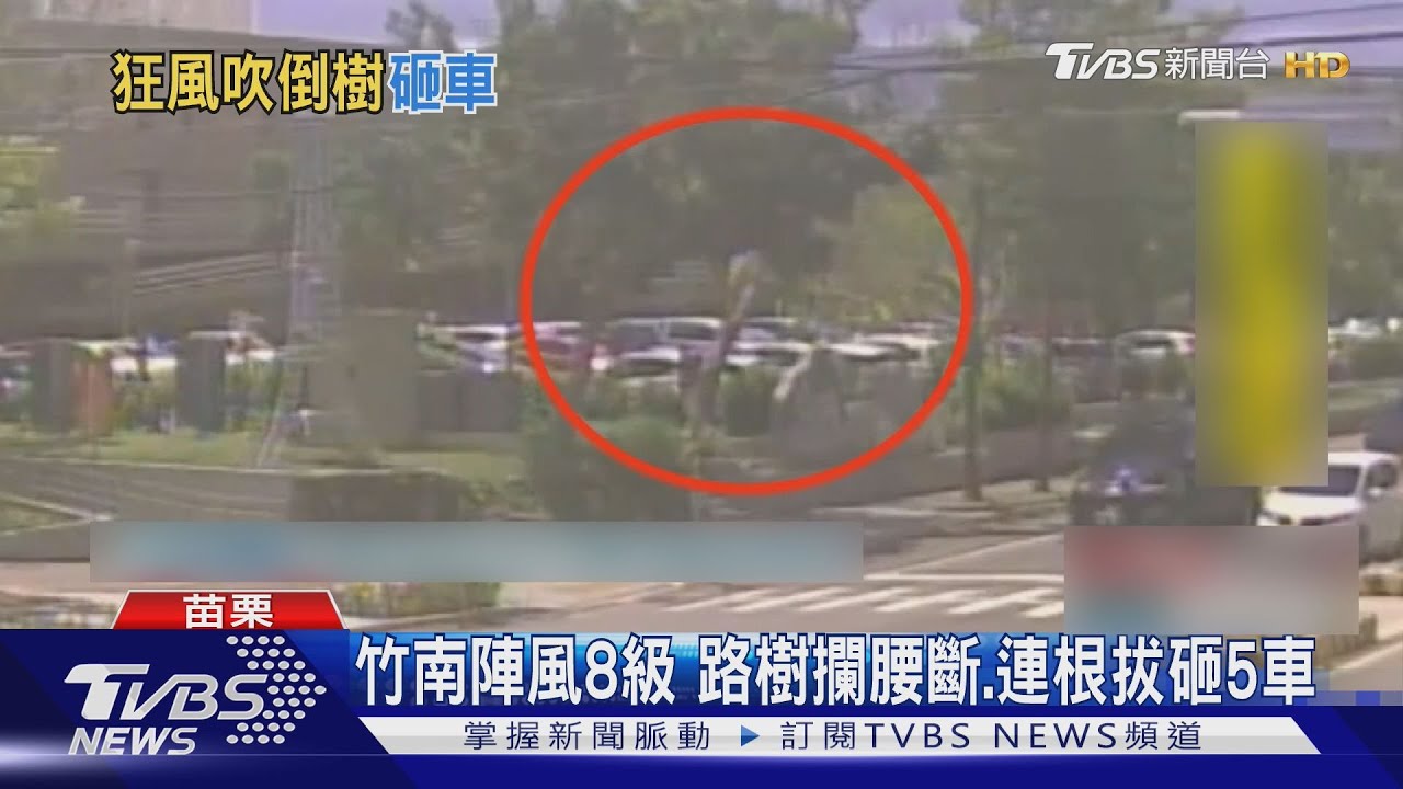 游泳池外驚魂！竹南路樹「連根拔起」5車遭殃　監視器拍下倒塌瞬間