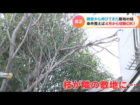 隣人と衝突せずに庭の見落としをスタイリッシュに隠す方法のアイデア