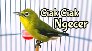 Download lagu Ciak Ciak Kecial Kuning Terapi Menaikan Birahi Kecial Lain (25/06/20) mp3 Download lagu Ciak Ciak Kecial Kuning Terapi Menaikan Birahi Kecial Lain (25/06/20) mp3