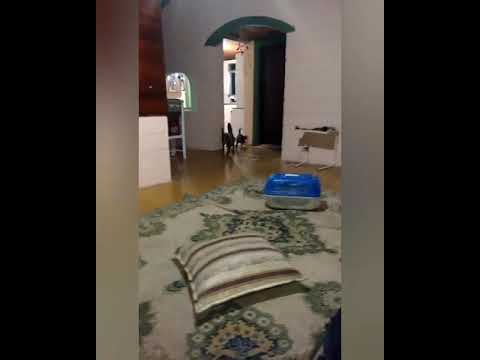 GATINHA busca BOLINHA melhor que CACHORRO!!!