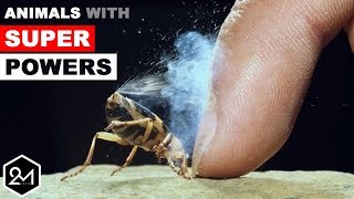 Top 10 Real Life Animals With Unbelievable Superpowers
