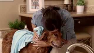 How to Give a Dog a Bath (Petco)