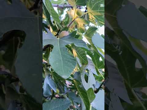 Nada Mamula i Predrag Gojkovic Cune#Hajde duso da asikujemo# 10. septembar 2025.