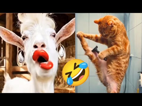 Funniest Animals of the Year! Try Not To Laugh Challenge Level 24